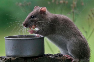 Ratsage patkányok, mint az etetés és az ellátás